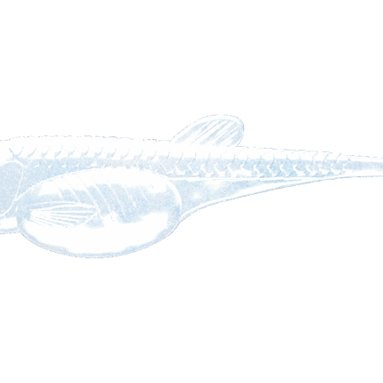 EMBRION SHAD -003-BLUE PEARL.png