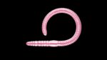 Flex Worm 85 -  018 - Pink Pearl.jpg