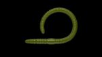 Flex Worm 85 -  031 - Olive.jpg