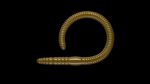 Flex Worm 85 -  038 - Brown.jpg