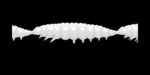 Larva MULTI 001 WHITE_1