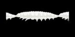 Larva MULTI 004 silver PEARL_1