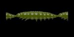 Larva MULTI 031 OLIVE_1