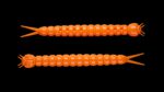 Slight Worm 011 HOT ORANGE.jpg