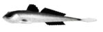 Libra Lures - Gobio - 002 Ghost.jpg