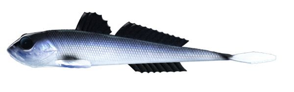 Libra Lures - Gobio - 003 Blue Whitefish.jpg