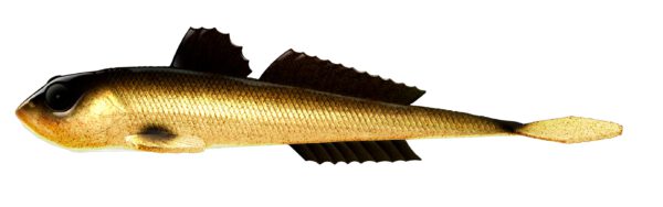 Libra Lures - Gobio - 009 Gold.jpg