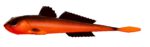 Libra Lures - Gobio - 011 Hot Orange.jpg