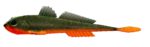 Libra Lures - Gobio - 111 Angry Carrot (1).jpg