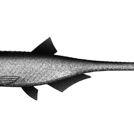 Libra Lures - Bleak - Slug Tail - 002 Ghost.jpg