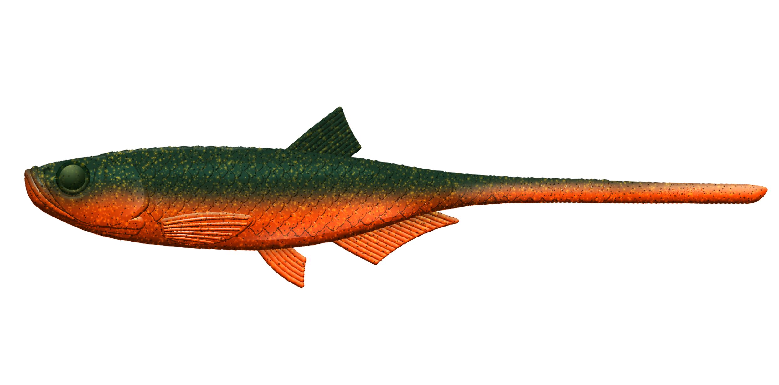 Libra Lures - Bleak - Slug Tail - 111 Angry Carrot-jpg Libra Lures - Bleak - Slug Tail - 111 Angry Carrot.jpg