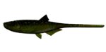 Libra Lures - Bleak - Slug Tail - 132 Motor Oil Green.jpg
