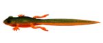 Libra Lures - Frog - 111 Angry Carrot.jpg
