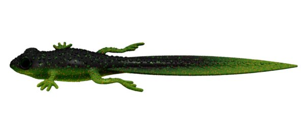 Libra Lures - Frog - 132 Motor Oil Green (2).jpg