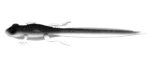 Libra Lures - Frog - 001 White.jpg