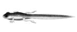 Libra Lures - Frog - 002 Ghost.jpg