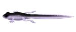 Libra Lures - Frog - 120 Violet Shine.jpg