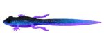 Libra Lures - Frog - 123 Cosmos.jpg
