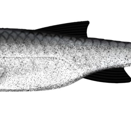 Libra Lures - Kraken Shad - 002 Ghost.jpg