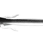Libra Lures - Frog - 001 White.jpg