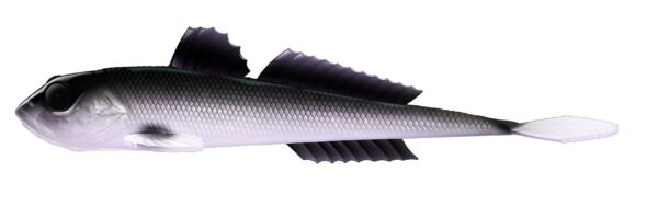 Libra Lures - Gobio - 120 Violet Shine.jpg