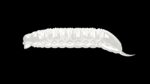 Goliath - 004 Silver Pearl.jpg