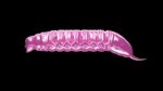 Goliath - 018 Silver Pink.jpg