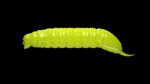 Goliath - 006 Hot Yellow.jpg