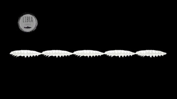 Larva Multi #004