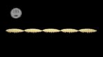 Larva Multi #005
