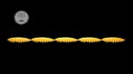 Larva Multi #008
