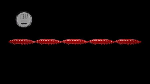 Larva Multi #021