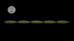 Larva Multi #031