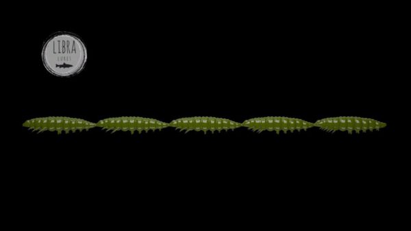 Larva Multi #031