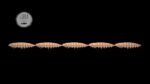Larva Multi #035