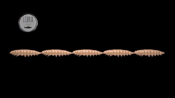 Larva Multi #035