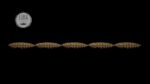 Larva Multi #038