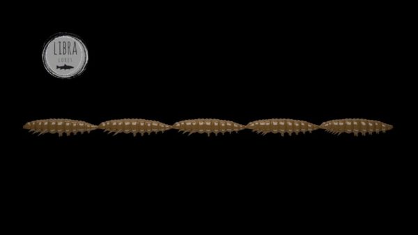 Larva Multi #038