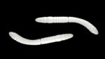Fatty D'Worm Tournament 55 004 SILVER PEARL