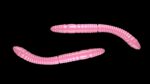 Fatty D'Worm Tournament 55 017 BUBBLEGUM