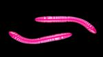 Fatty D'Worm Tournament 55 019 HOT PINK