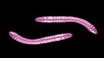 Fatty D'Worm Tournament 55 018 PINK PEARL