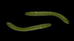 Fatty D'Worm Tournament 55 031 OLIVE