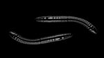 Fatty D'Worm Tournament 55 040 BLACK