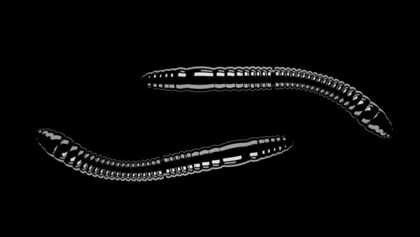 Fatty D'Worm Tournament 55 040 BLACK