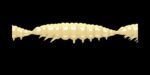 Larva MULTI 005 CHEESE_1