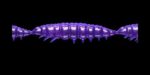 Larva MULTI 020 PURPLE WITH GLITTER_1