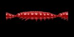 Larva MULTI 021 RED_1