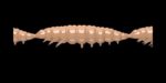 Larva MULTI 035 PELLETS_1