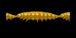 Larva MULTI 036 COFFEE MILK_1